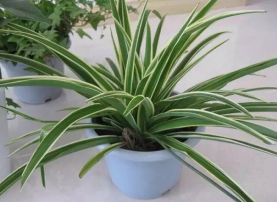 夏季种这些植物让你清凉一夏