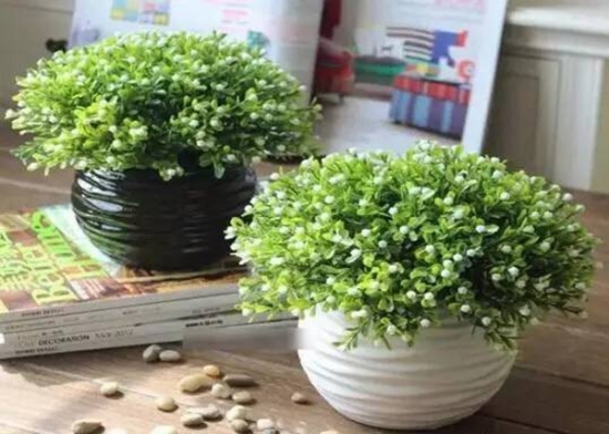 夏季种这些植物让你清凉一夏