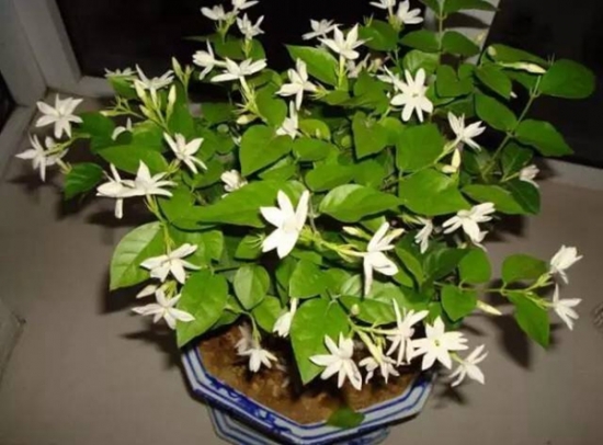 夏季种这些植物让你清凉一夏