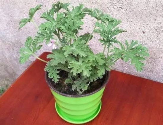 夏季种这些植物让你清凉一夏