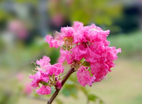 夏季有什么花开放：紫薇荷花合欢等等,有图