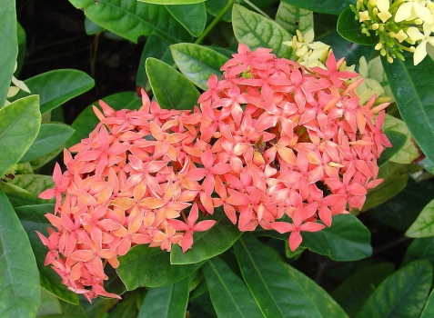 夏季有什么花开放：紫薇荷花合欢等等,有图