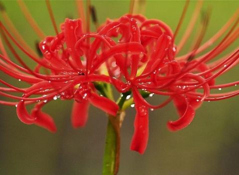 夏季有什么花开放：紫薇荷花合欢等等,有图