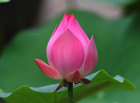 夏季有什么花开放：紫薇荷花合欢等等,有图