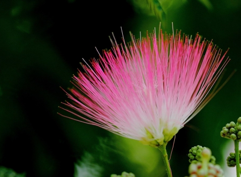 夏季有什么花开放：紫薇荷花合欢等等,有图