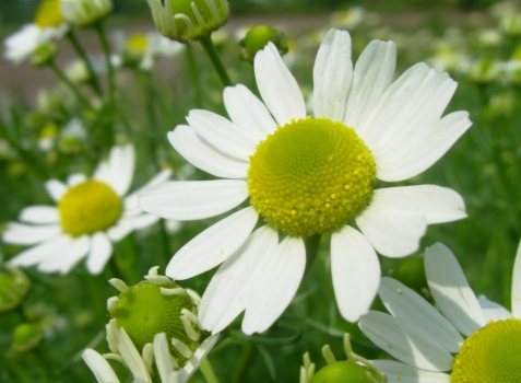 夏季有什么花开放：紫薇荷花合欢等等,有图