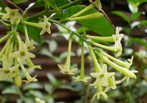 夏季适合种什么植物：推荐11种植物供您选择