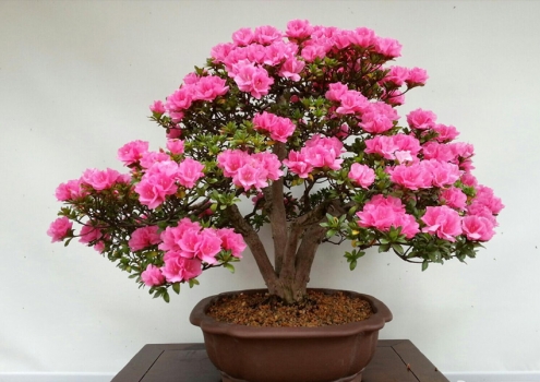 夏季适合种什么植物：推荐11种植物供您选择