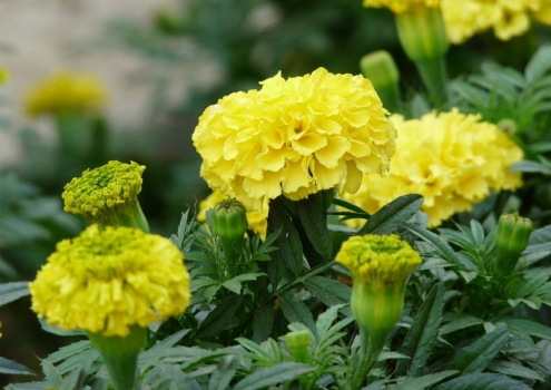 夏季适合种什么植物：推荐11种植物供您选择