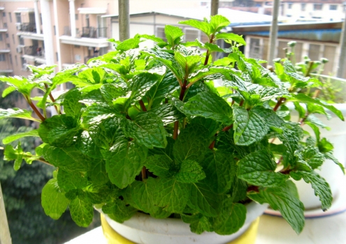 夏季适合种什么植物：推荐11种植物供您选择