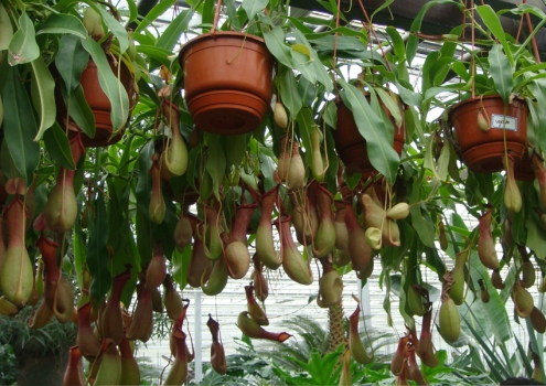 夏季适合种什么植物：推荐11种植物供您选择