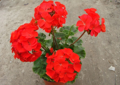 夏季适合种什么植物：推荐11种植物供您选择