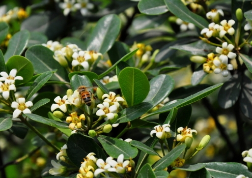 夏季适合种什么植物：推荐11种植物供您选择