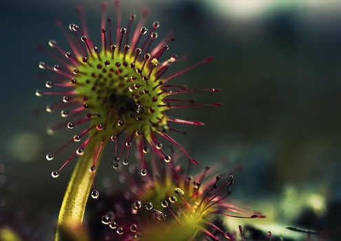 夏季适合种什么植物：推荐11种植物供您选择