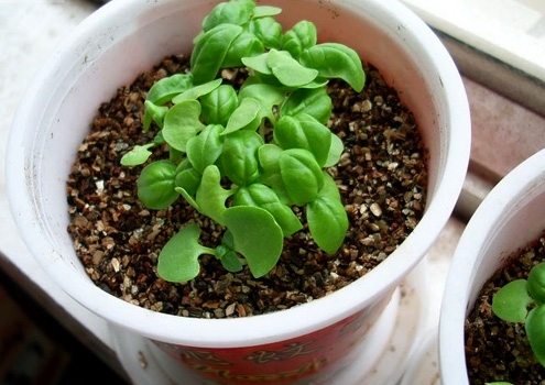 夏季适合种什么植物：推荐11种植物供您选择