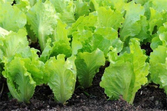 秋季种什么菜，10种生活营养蔬菜