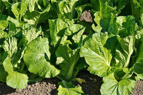 秋季种什么菜，10种生活营养蔬菜