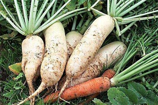 秋季种什么菜，10种生活营养蔬菜