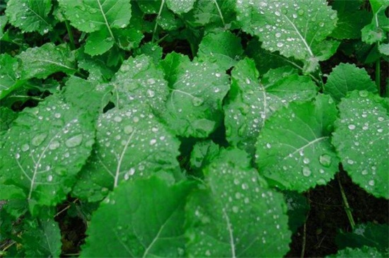 秋季种什么菜，10种生活营养蔬菜