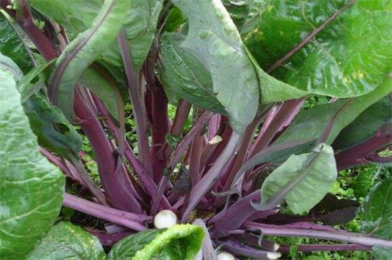 秋季种什么菜，10种生活营养蔬菜