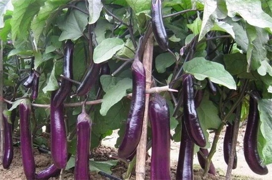 秋季种什么菜，10种生活营养蔬菜