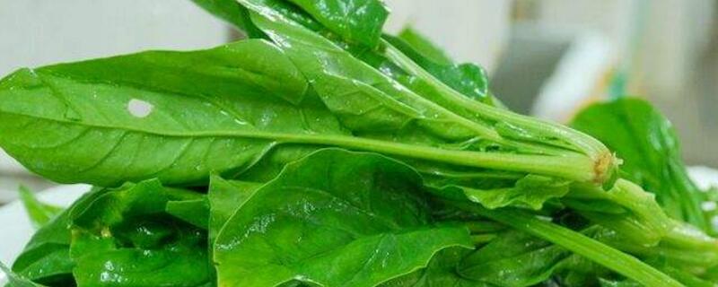 秋季能种什么蔬菜