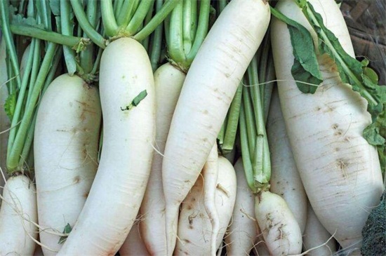 秋季能种什么蔬菜