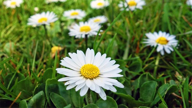 秋季可以种什么花草