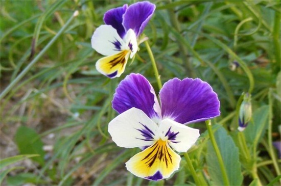 秋季可以种什么花草