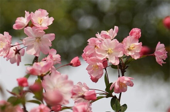 秋季可以种什么花草