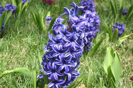 秋季可以种什么花草