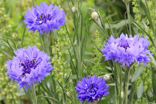 秋季可以种什么花草