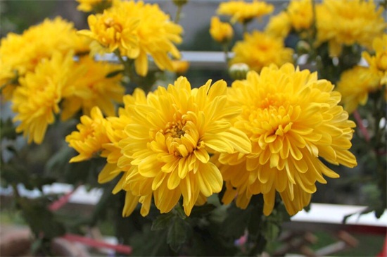 秋季可以种什么花草