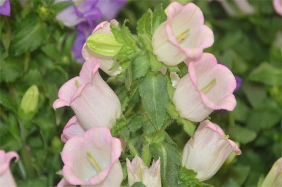 秋季可以种什么花草