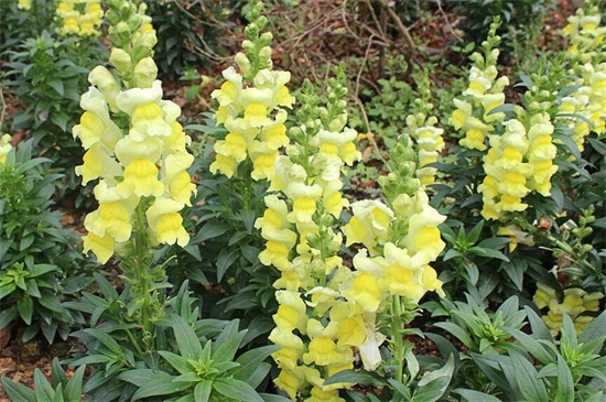 秋季可以种什么花草