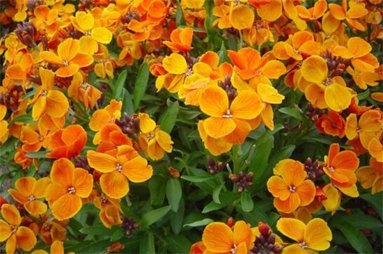 秋季可以种什么花草