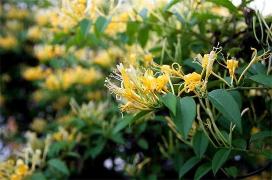 适合秋季移种的爬藤花，详解十种秋季爬藤花