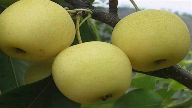 秋季成熟的水果