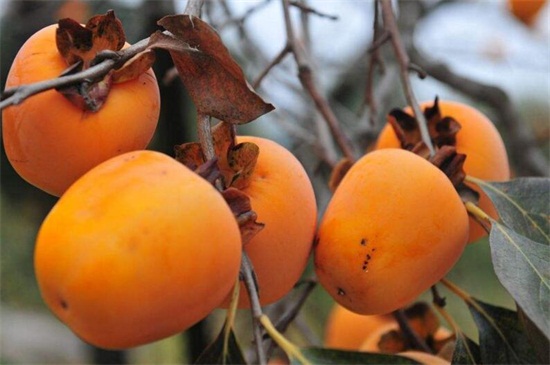 秋季成熟的水果