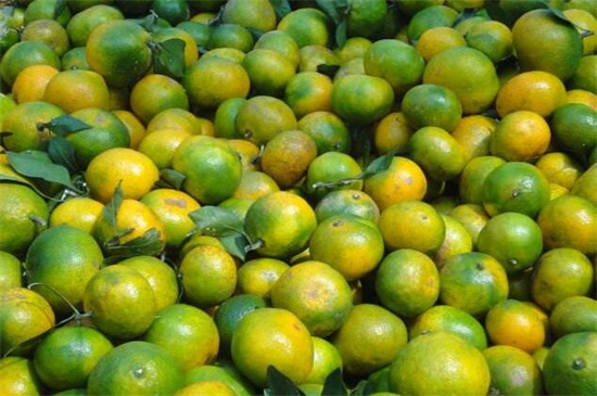 秋季成熟的水果