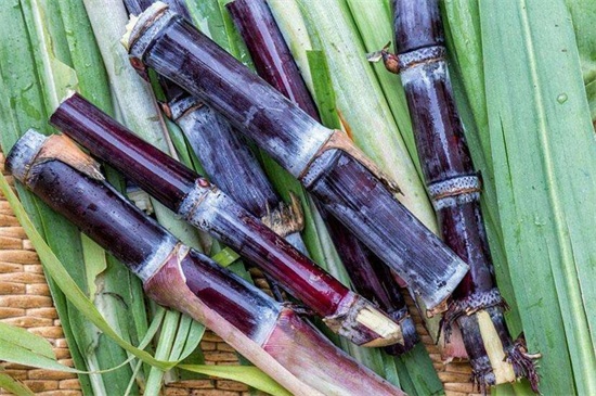 秋季成熟的水果