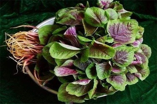 秋季有什么蔬菜