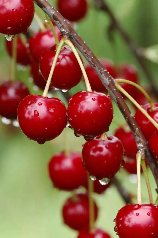 秋季果实图片鉴赏