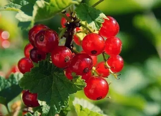 秋季果实图片鉴赏