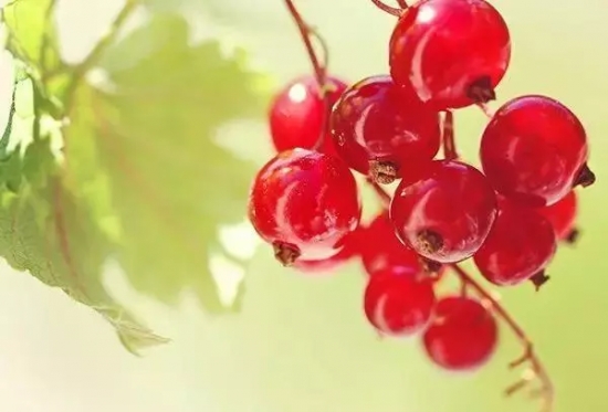 秋季果实图片鉴赏