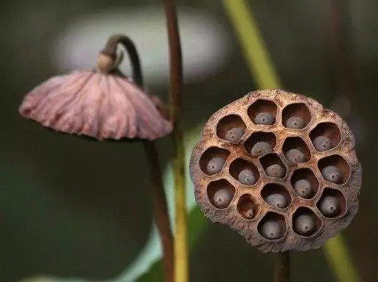 秋季果实图片鉴赏