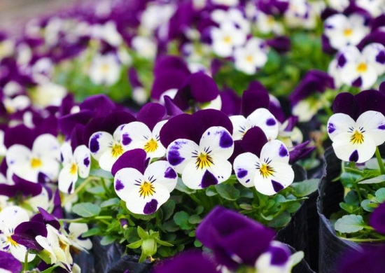 推荐10种适合阳台种植的花卉