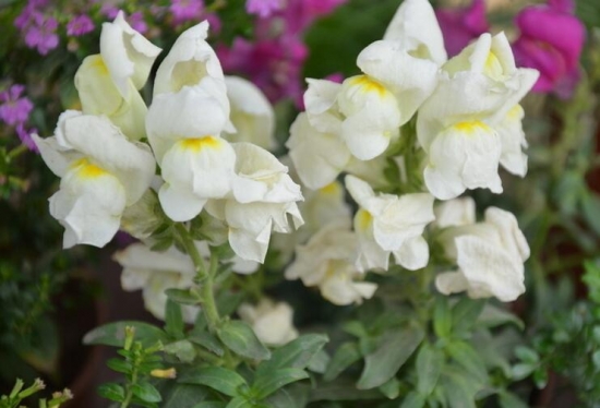 推荐10种适合阳台种植的花卉