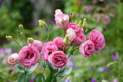 推荐10种适合阳台种植的花卉