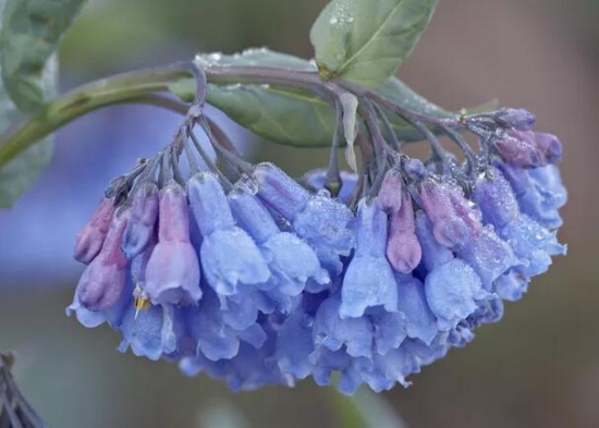 推荐10种适合阳台种植的花卉